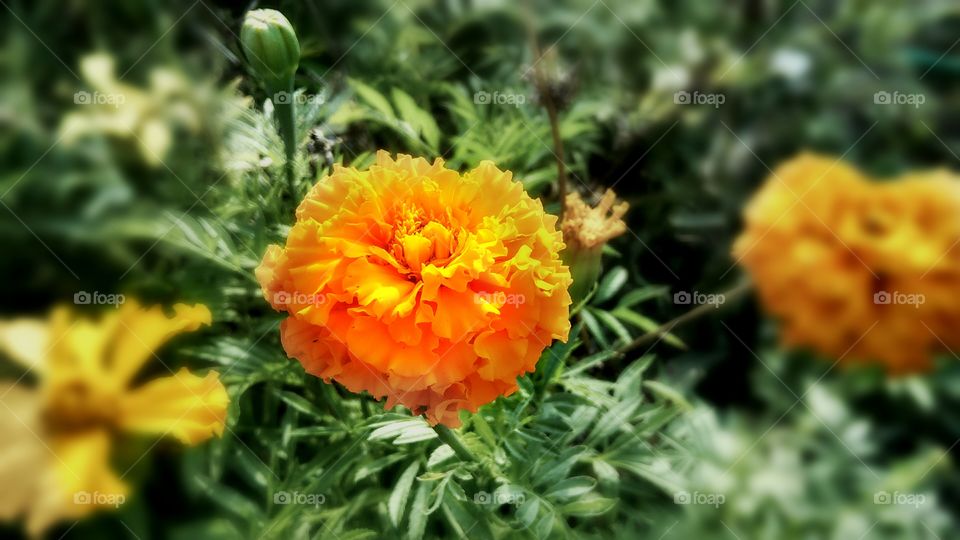 marigold