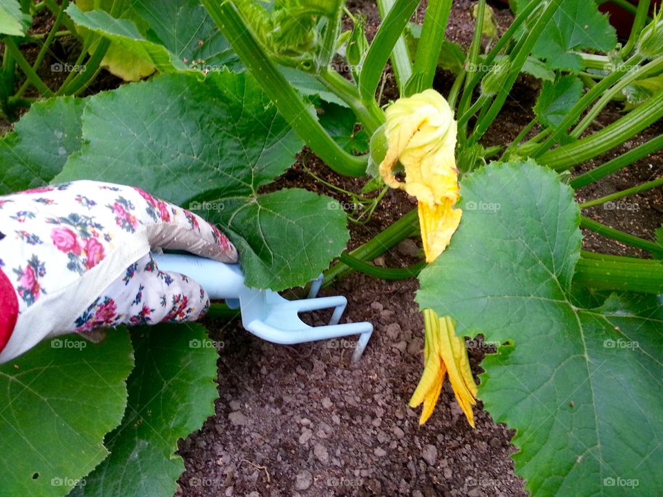 I put some seeds in the soil from the pumpking I bought last year. It worked perfectly and I now have a
lot of pumpkin plants in my garden.