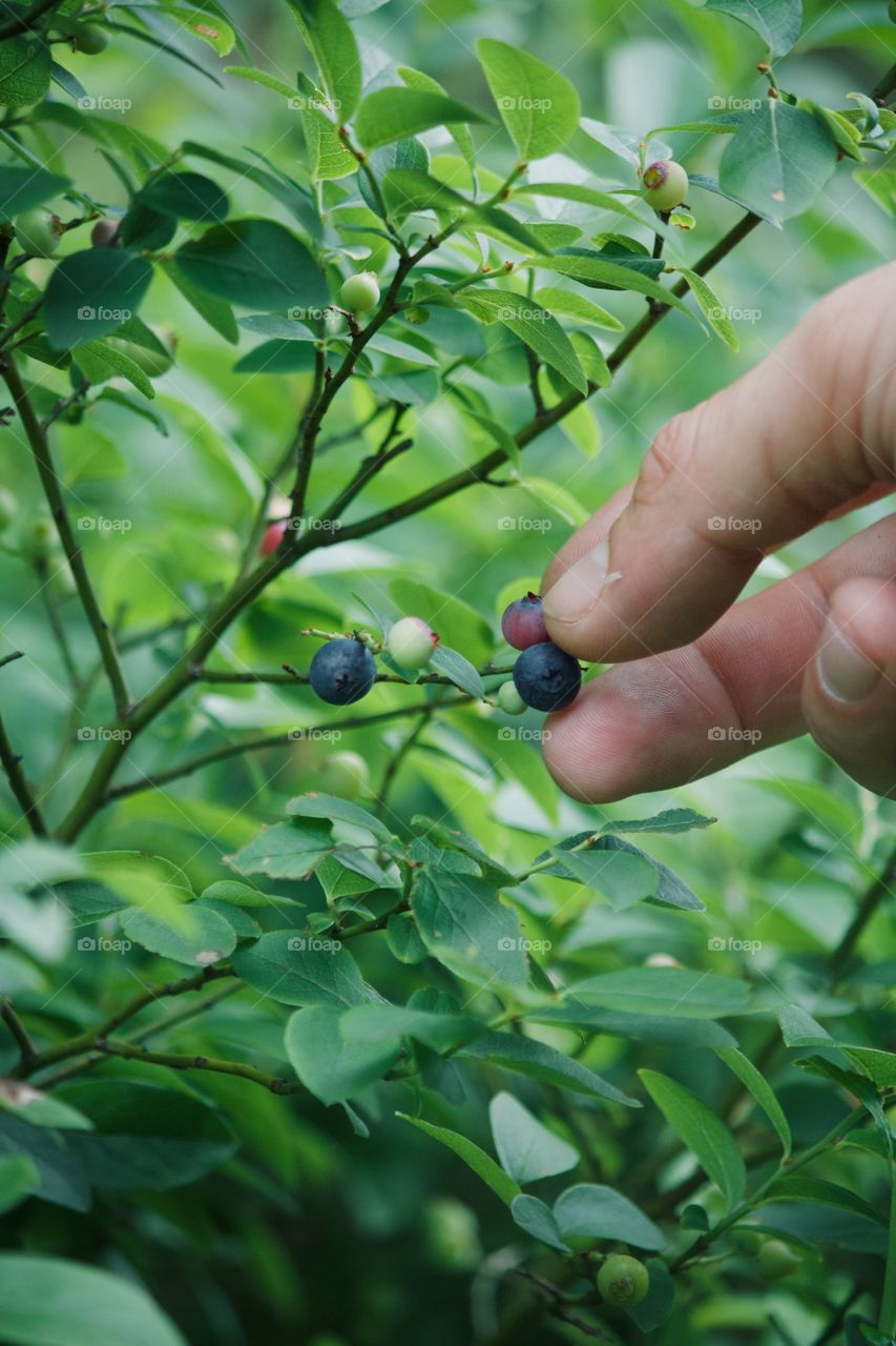 Picking wild berries 