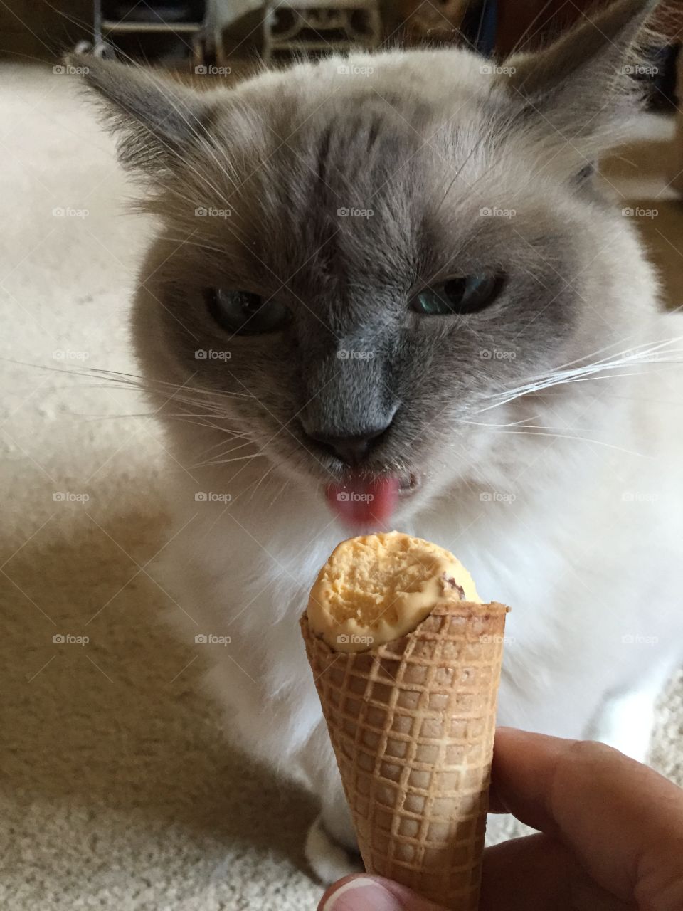 Cat eating ice cream