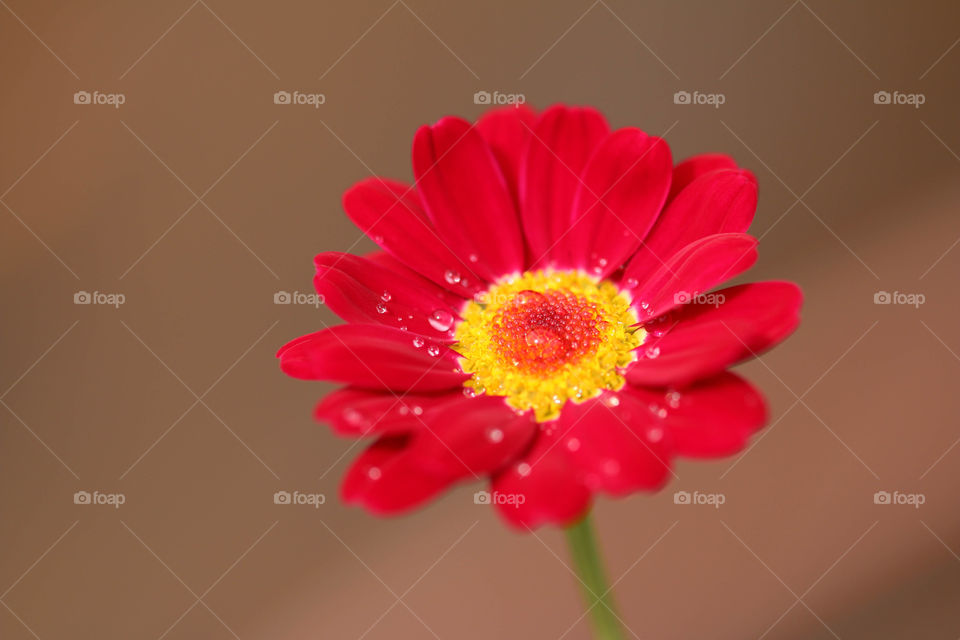 Red Flower. Flower in garden a rainy day