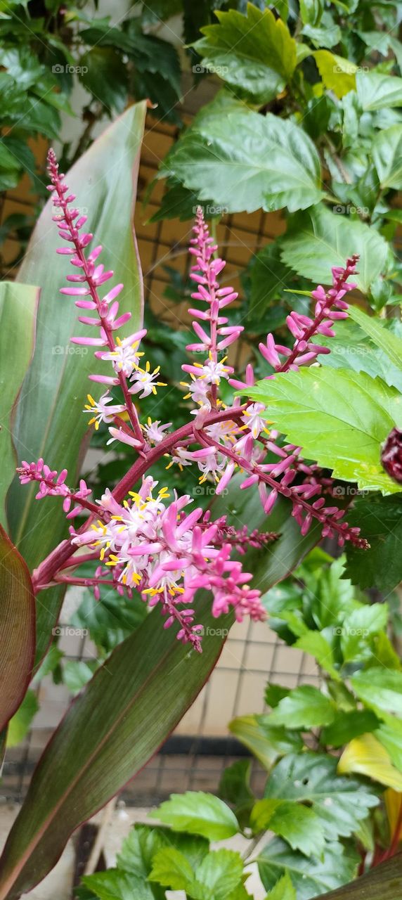 Beautiful Flowers In my Garden