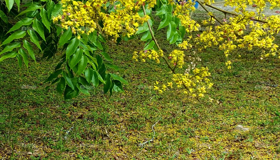 Leaf, Nature, Tree, Flora, Park