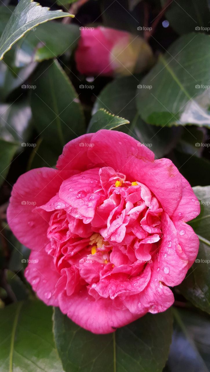 Camellia after the rain