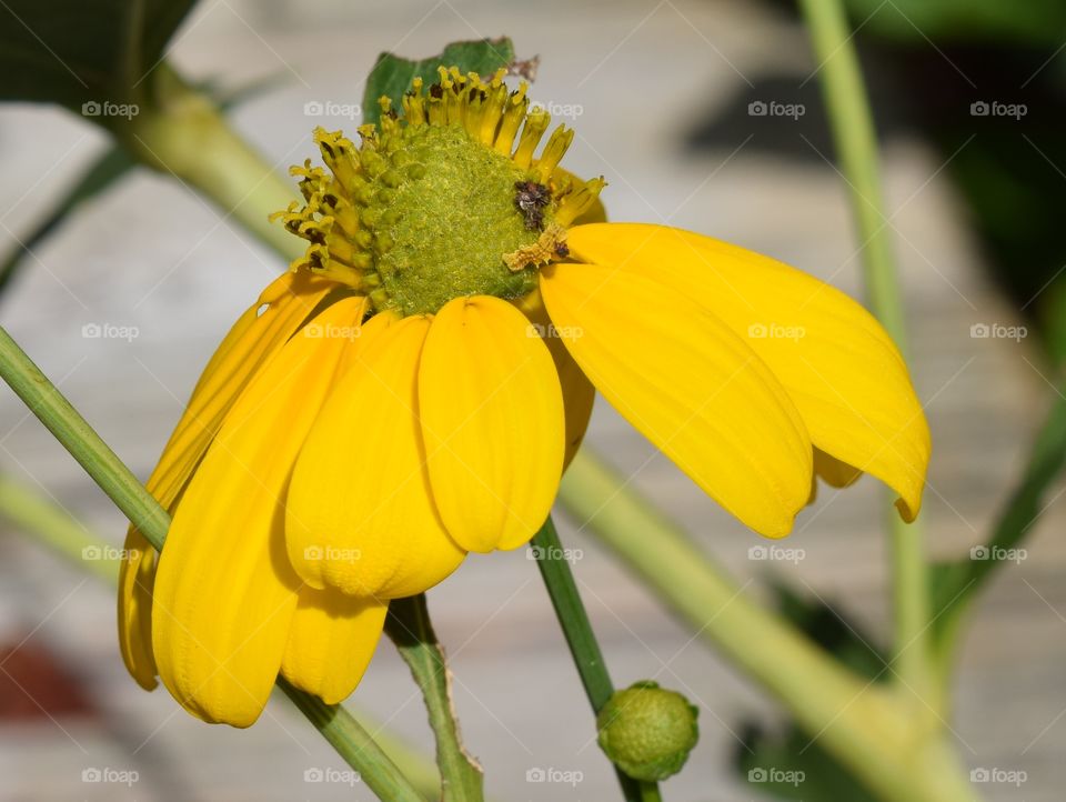 Yellow flower