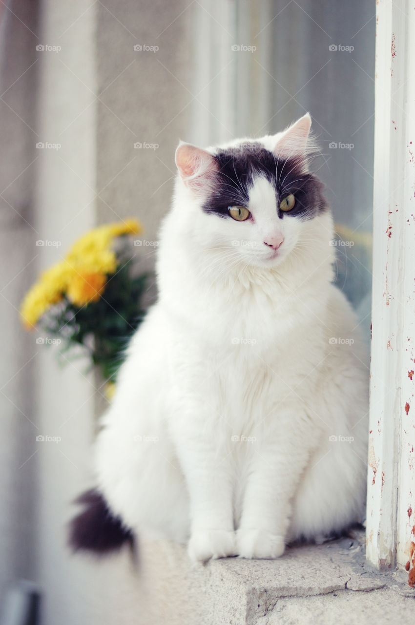 Cat sitting on window sill