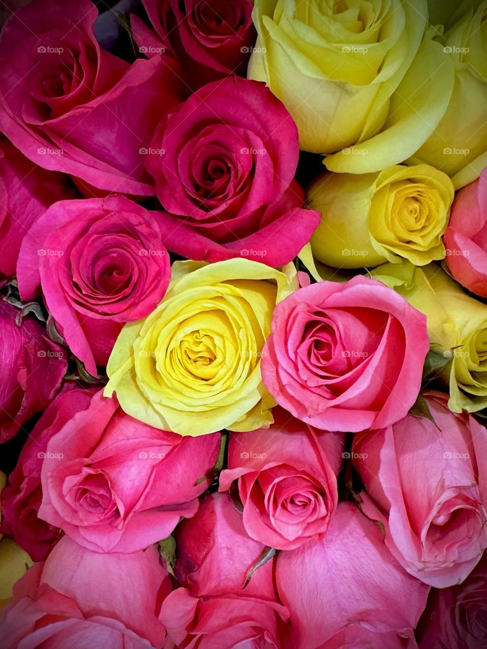 Large vivid multicolored rose bouquet.