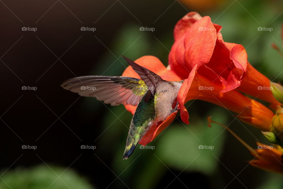 hummingbird feeding from Trumpet Vine