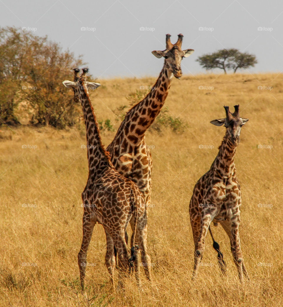 Giraffes in Kenya 