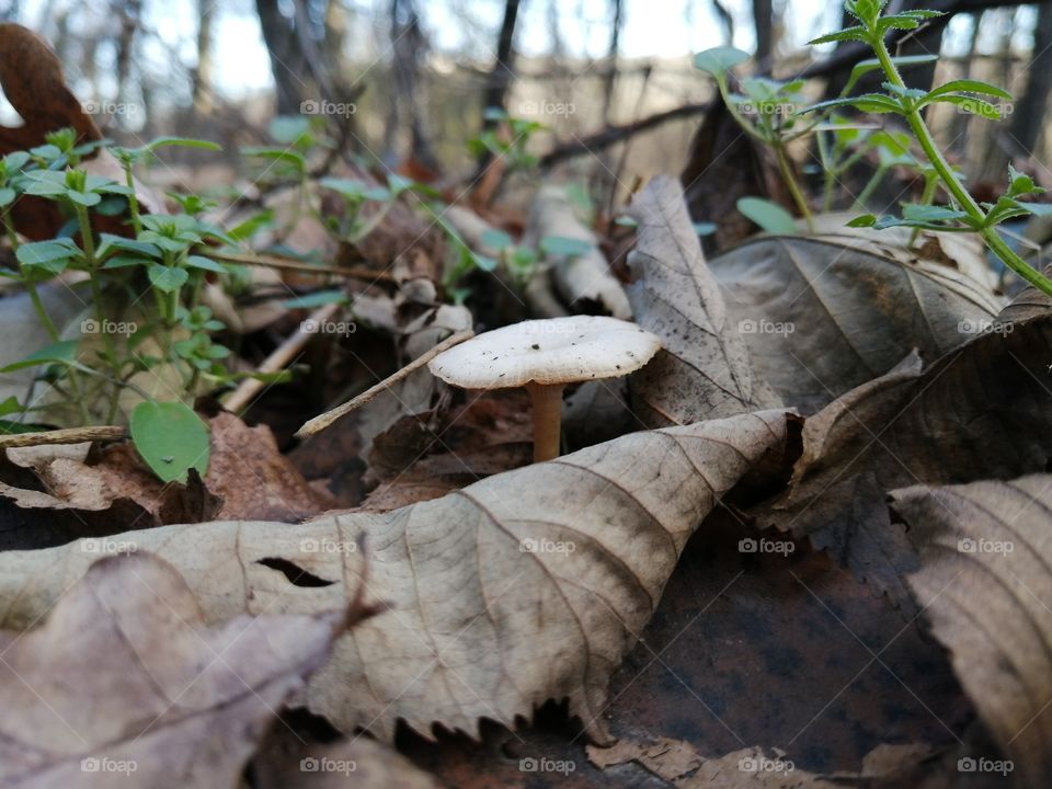 Little mushroom