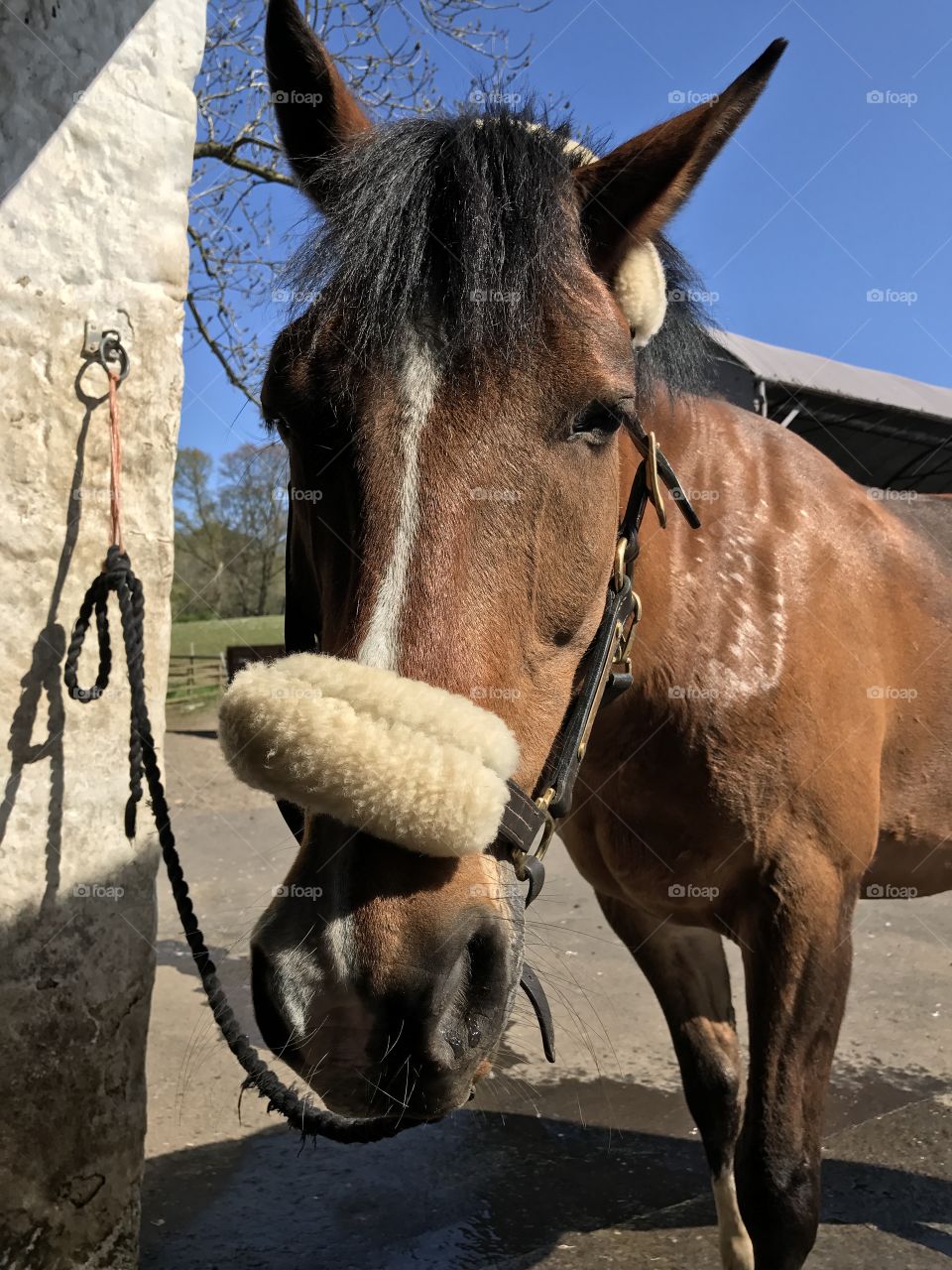 Horse portrait