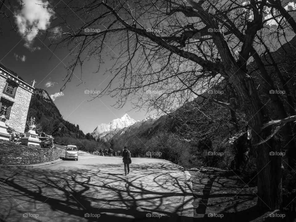 Black and white image of a small town with tree shadows
