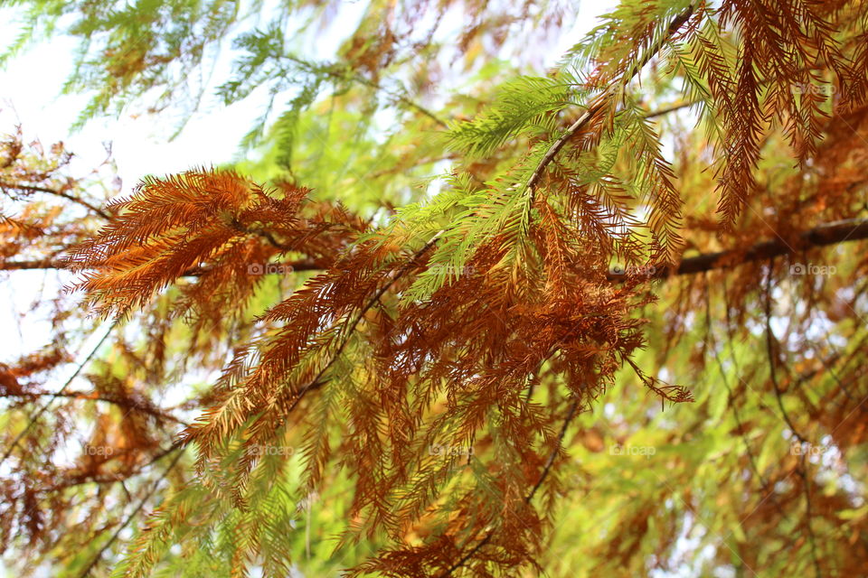 Close-up of autumn branch