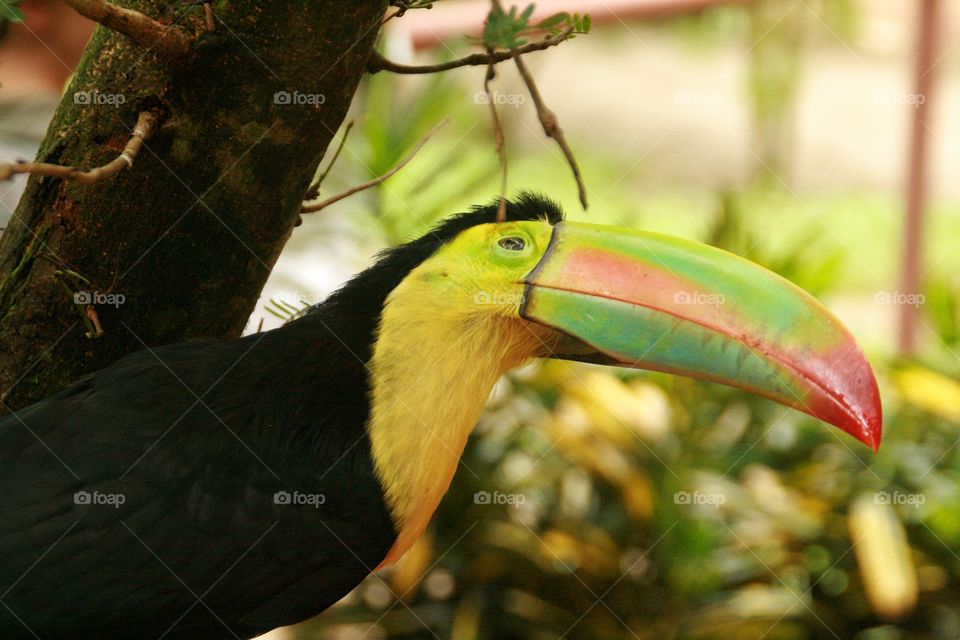 Toucan