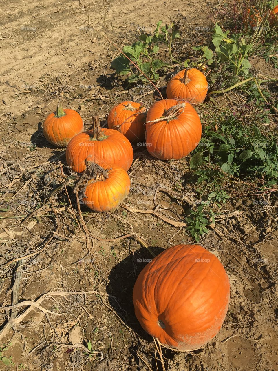 Orange , pumpkins , pumpkin patch 