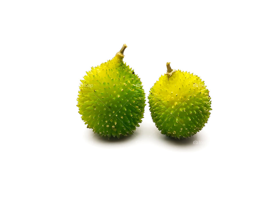 Teasal guards isolated on white background