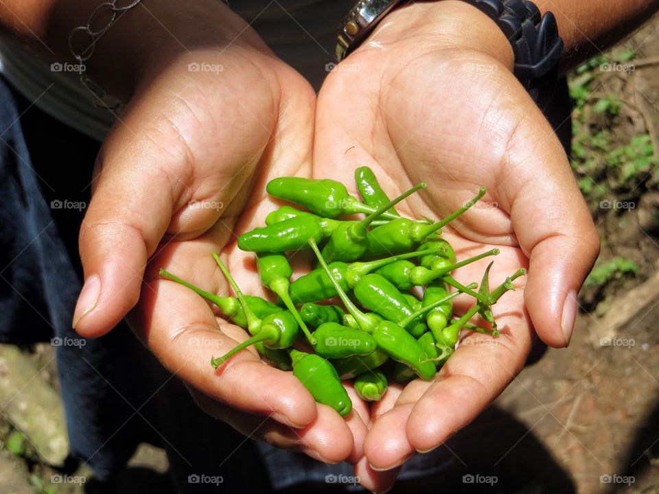 Holding chiles.
