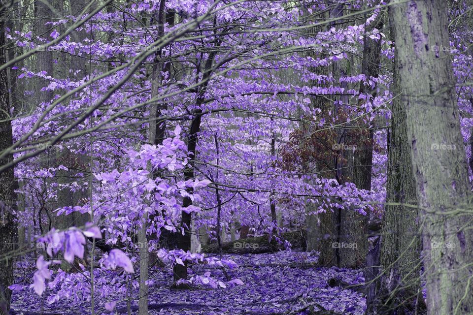 purple forest