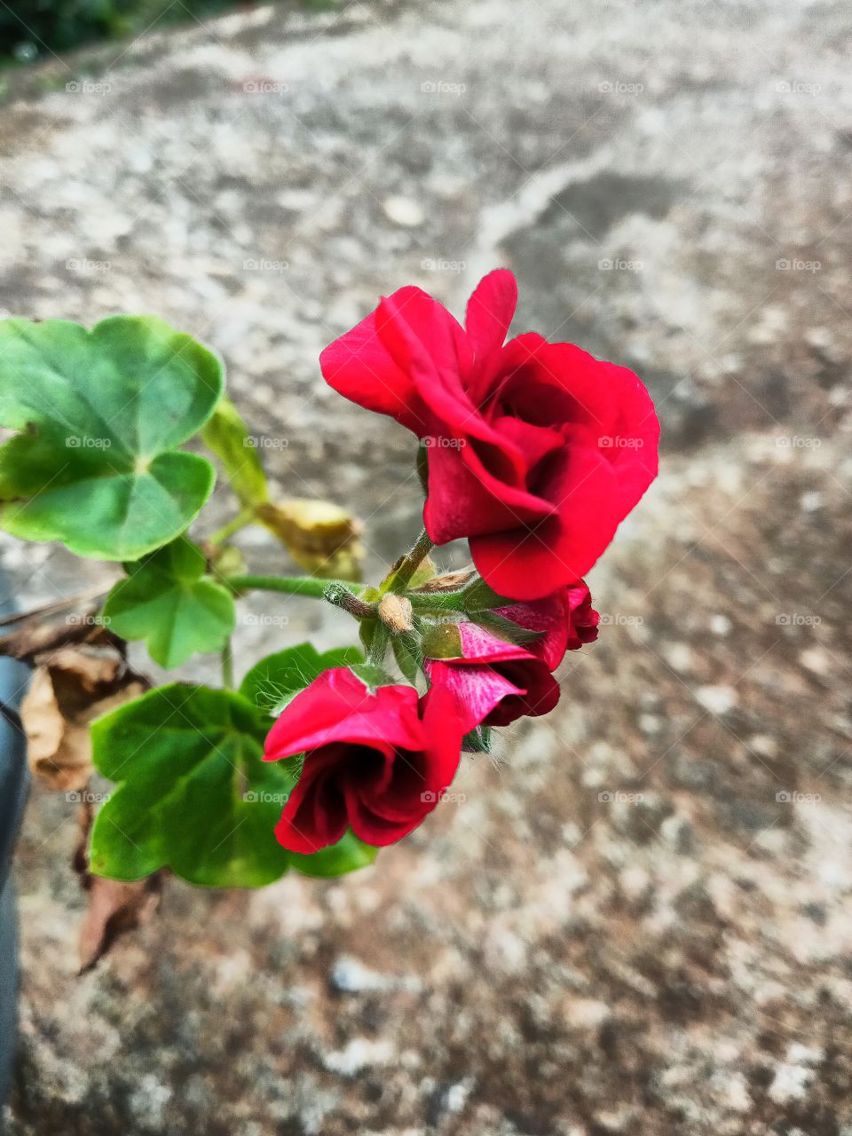 red flower