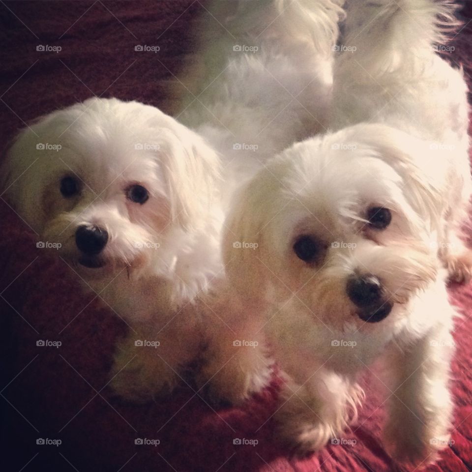 Double trouble ❤️