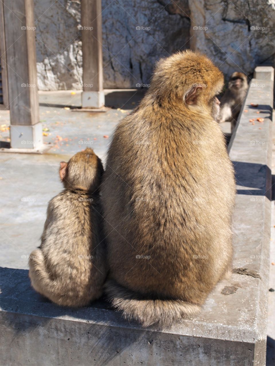 A mother and baby Barbary ape in sunny Gibraltar 