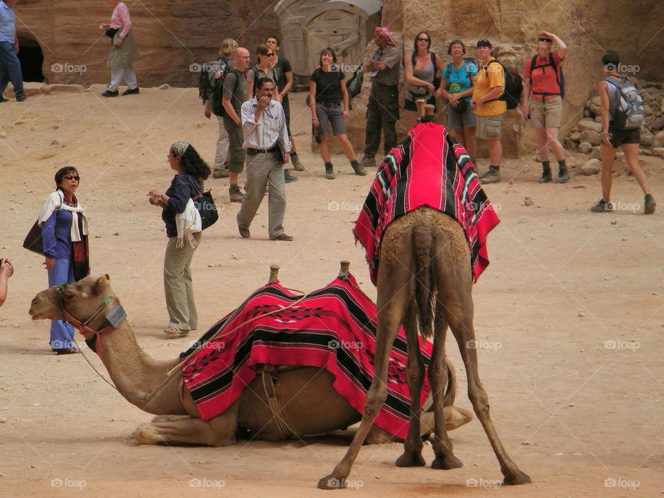 legs open camel jordan by maza