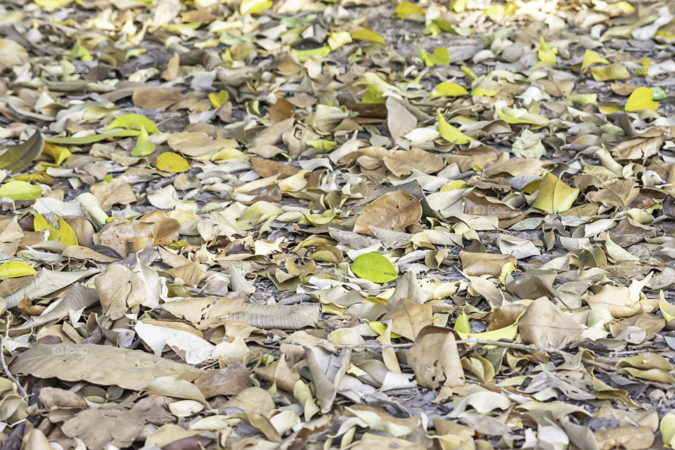 Lots of dry leaves on the ground.