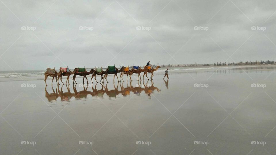 The Camel Caravan runs the beach for a short walk.