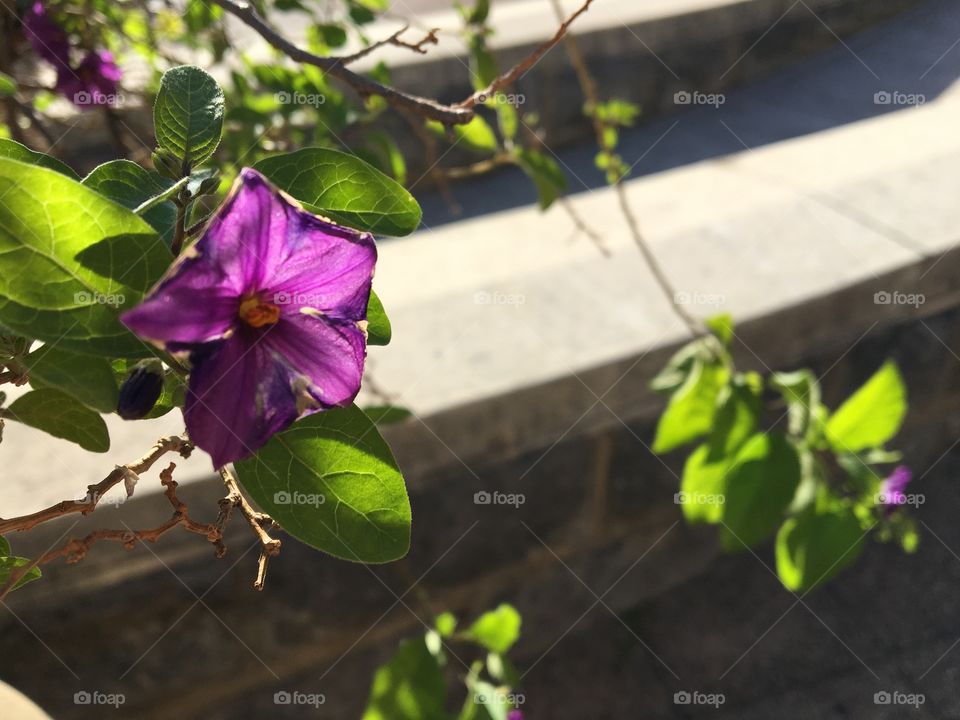 Small purple flower in the city garden.
