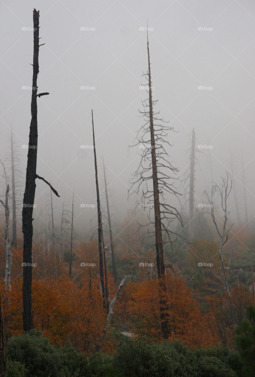 tree forest park fire by kshapley