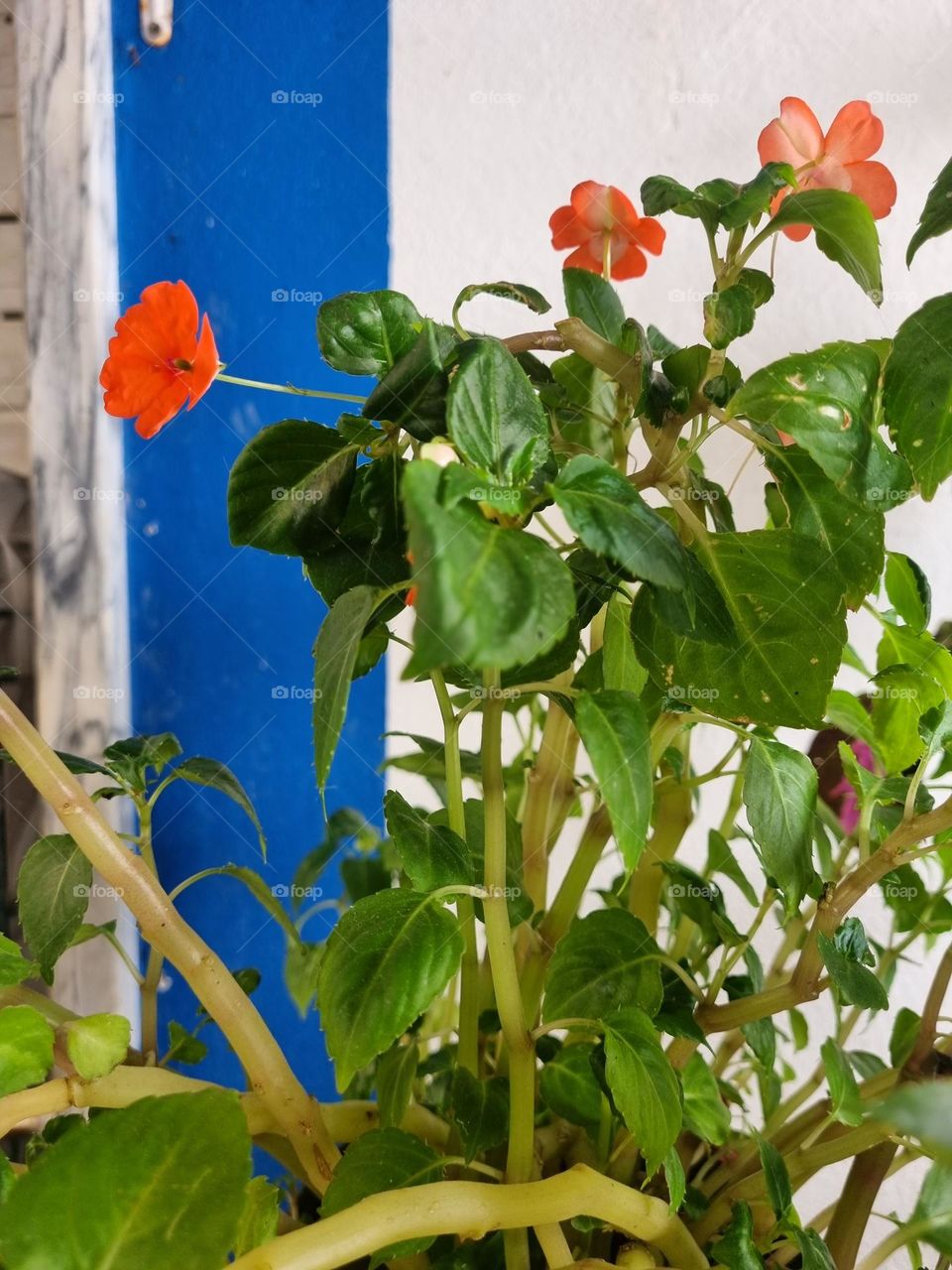 Orange with blue, really?