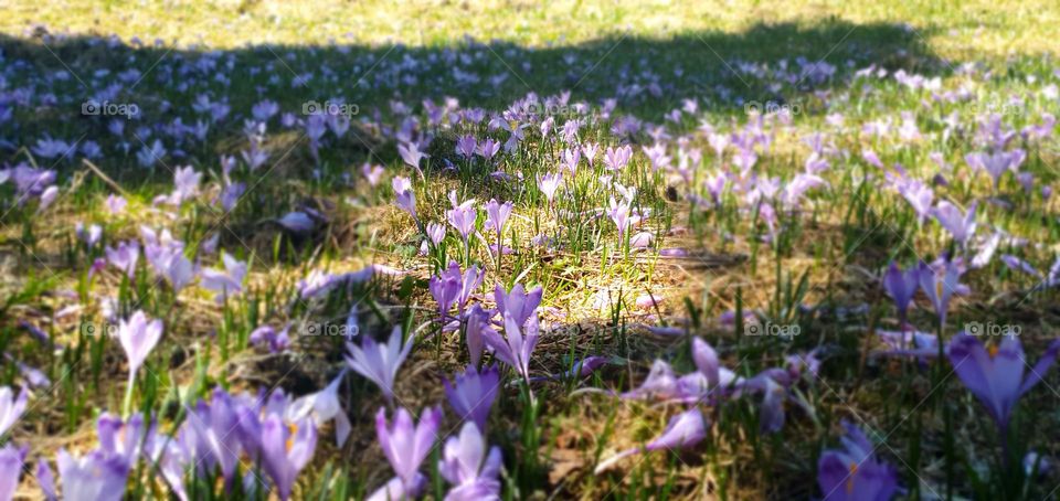 Spring flowers