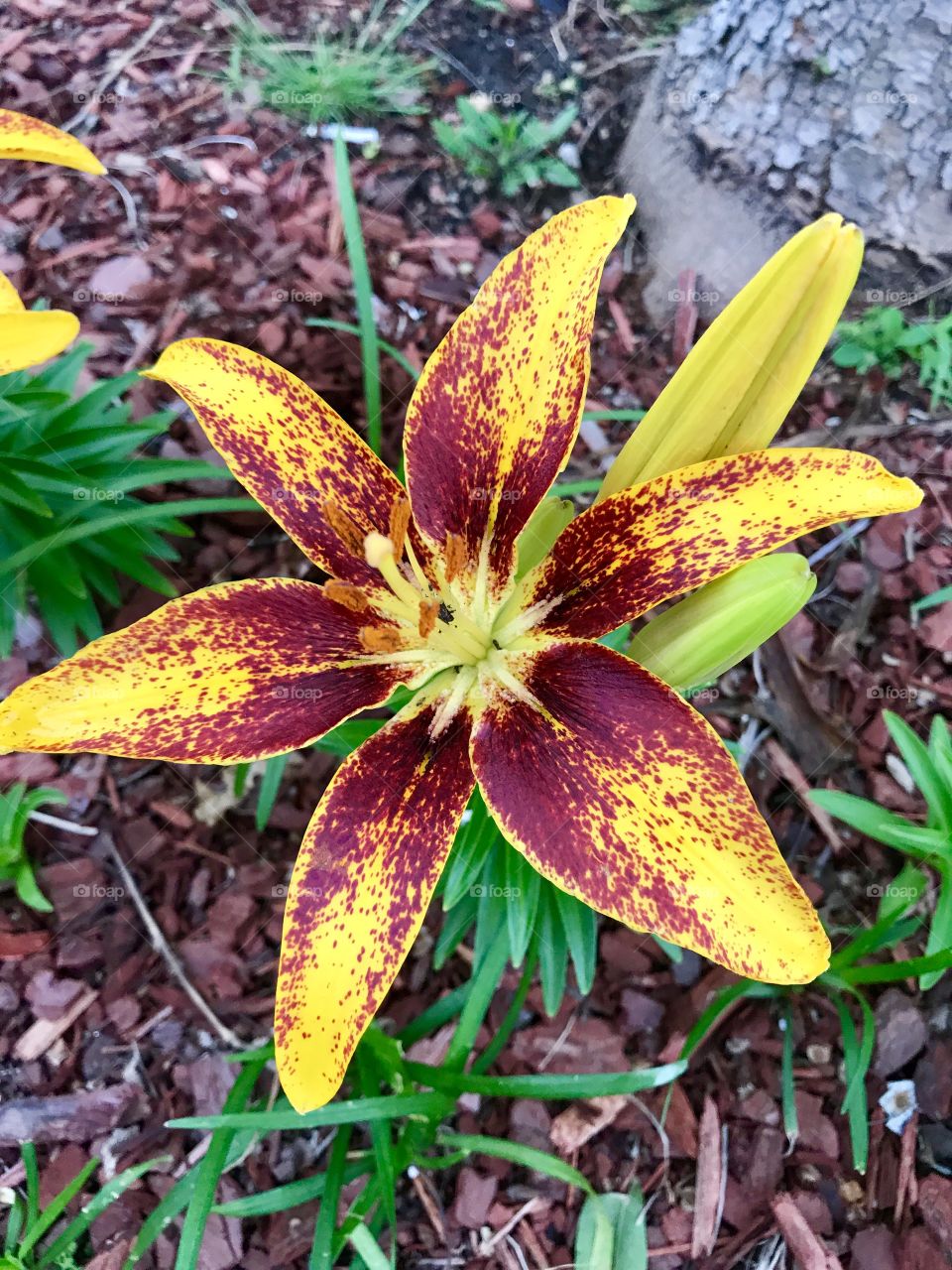 Yellow & Red Flower