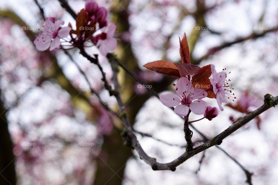 spring blooming tree