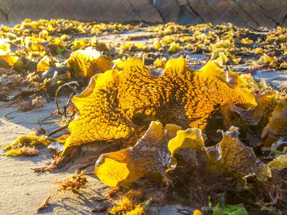 Yellow sea weed. 