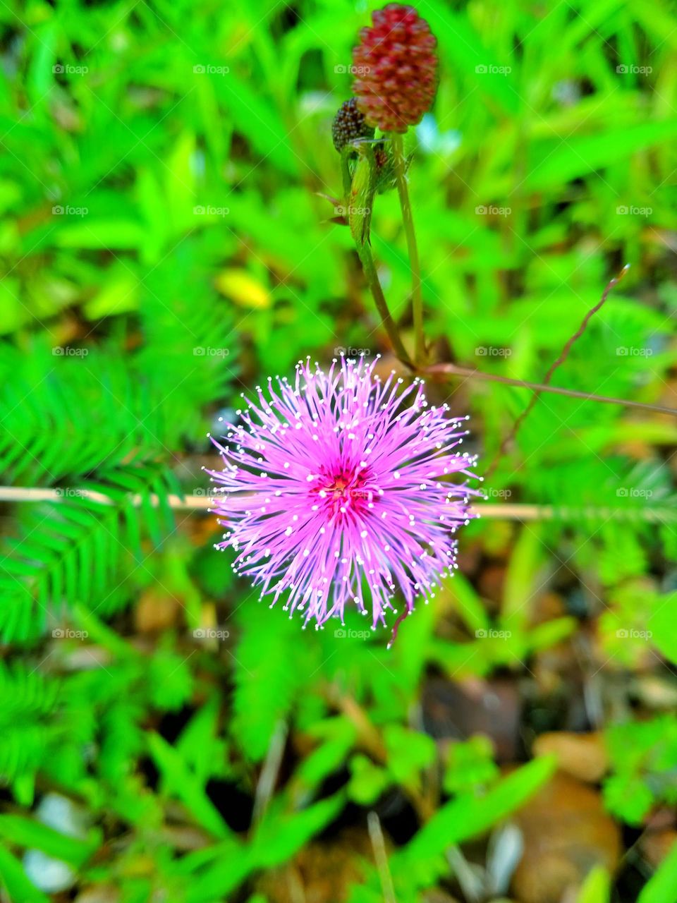 Beautiful Flower