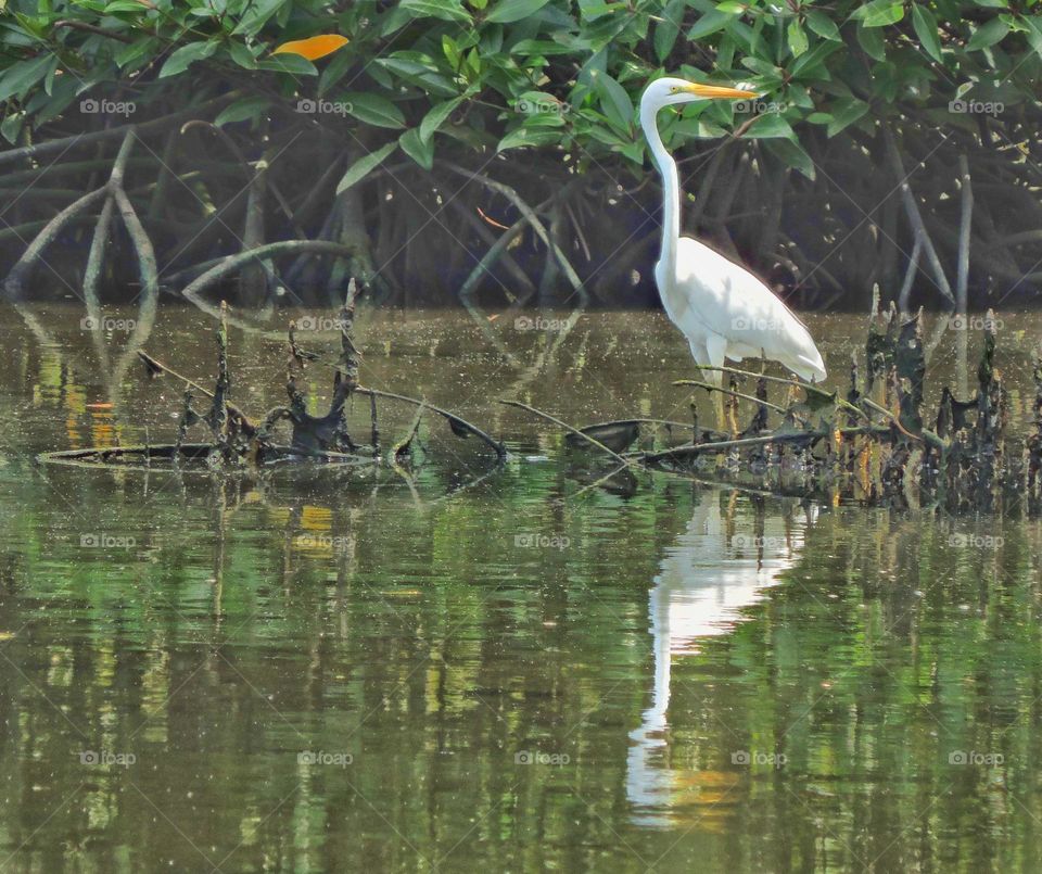 Eastern great egret- This guy also managed to glance at me before he flew..thank you for the beautiful pose and reflection.