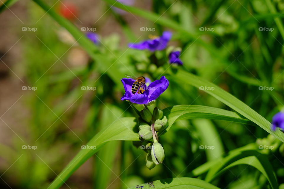 bee on the flower