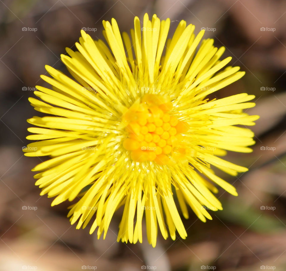 signs of spring yellow flower tussilago by birrber