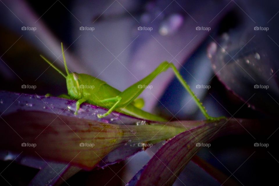 Green grasshopper on wandering jew 