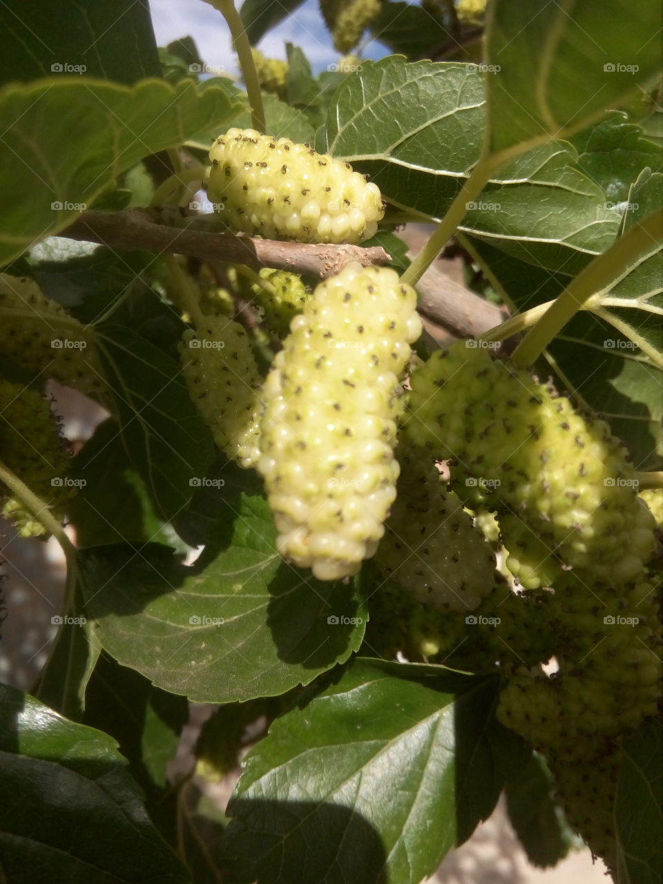 Fruit, Leaf, Nature, Flora, Food