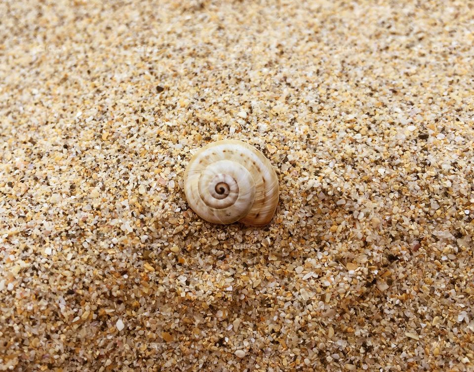 Single Seashell On The Sand