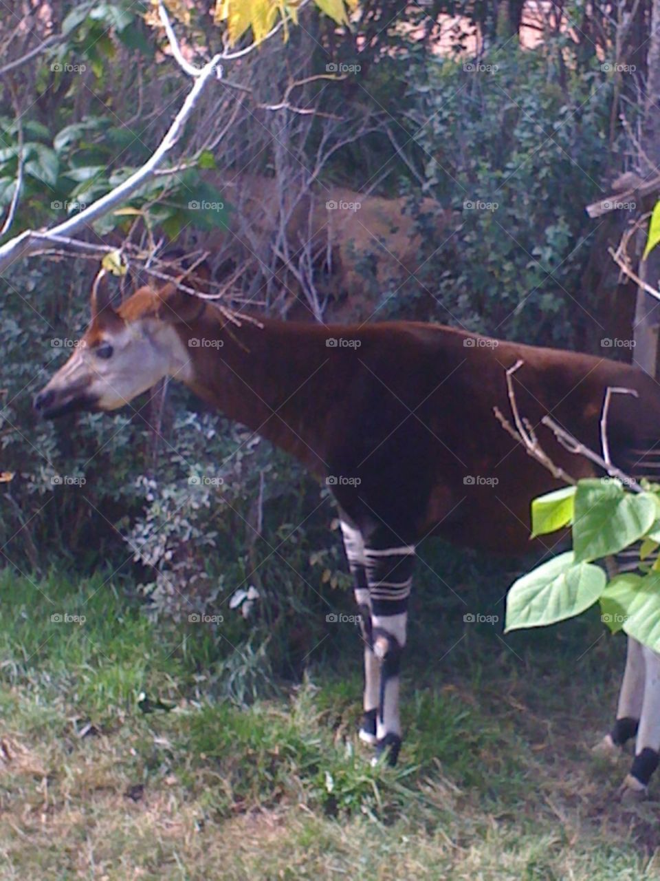 Okapi at the San Francisco zoo, California.