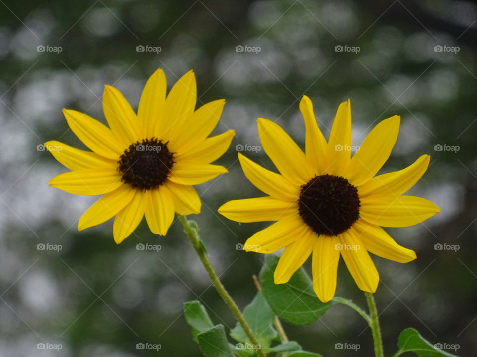 India Puducherry barathi park yellow flower as twins