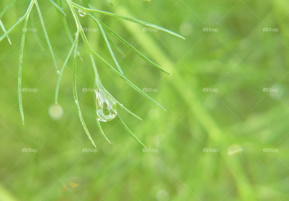 Drop of rain on fennel leaf