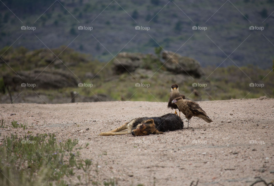 wild bird of prey eating a dead dog