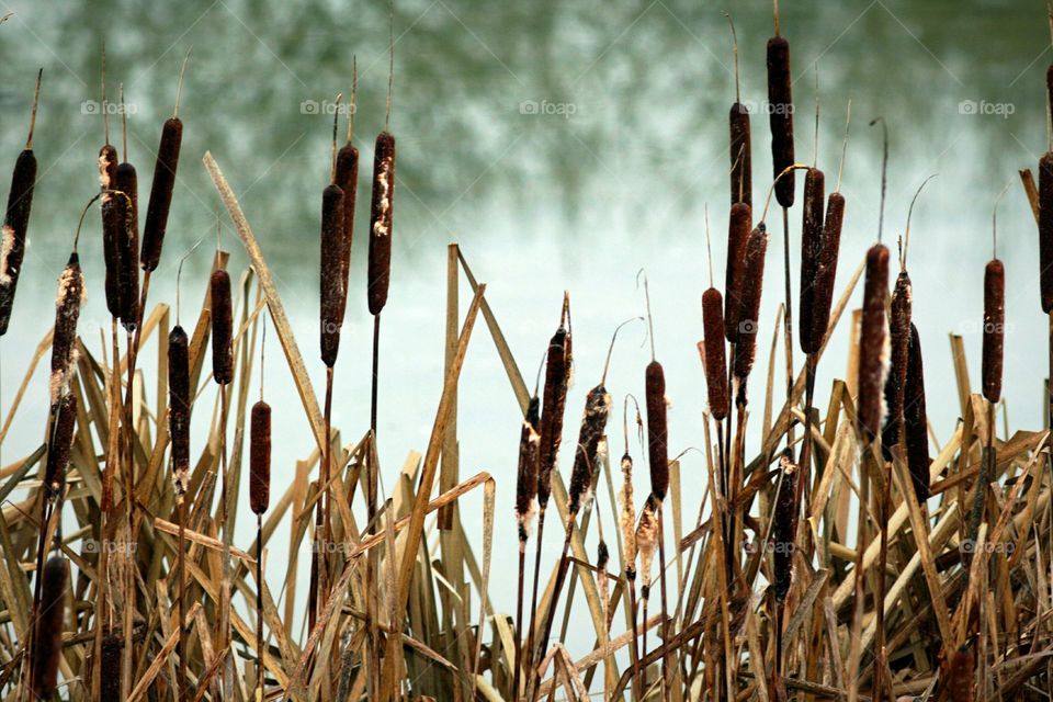 cattails on a pond in winter