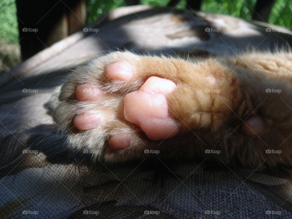 Creative Textures Cats Paw