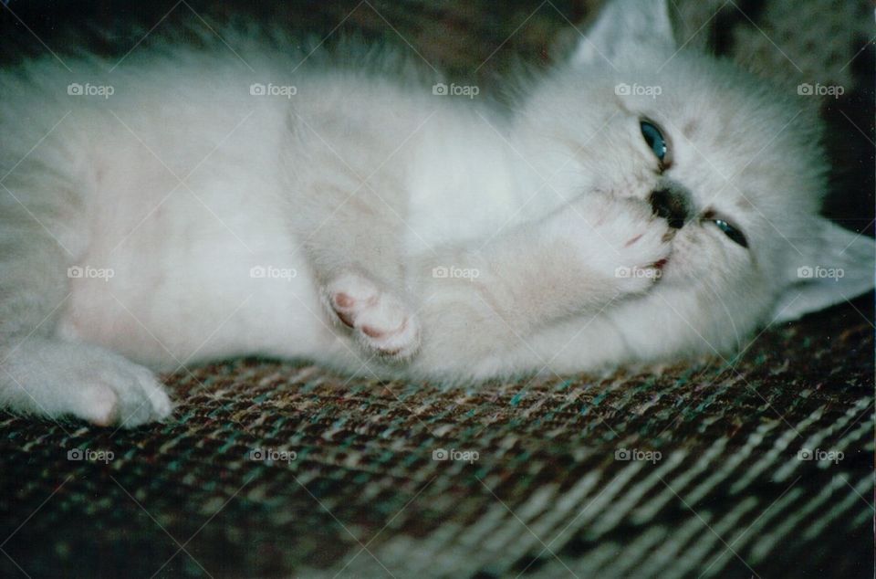 White kitten bathing