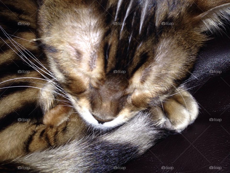 Sleeping Bengal cat 